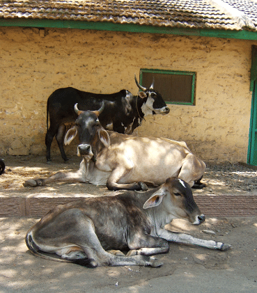 Cow was a conundrum even for constitution farmers