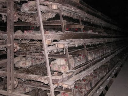 Chickens being transported in cages | Source: Wikimedia Commons