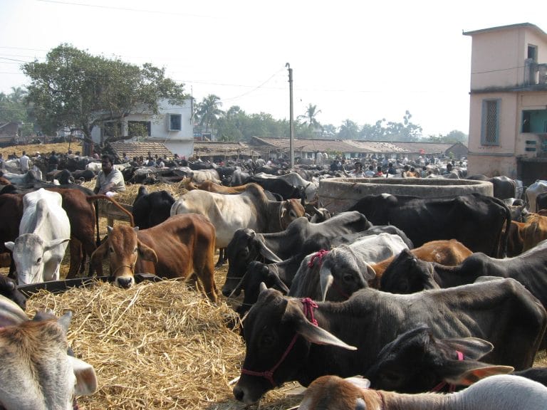 Centre backs down on cattle trade rules but there is still no clear solution