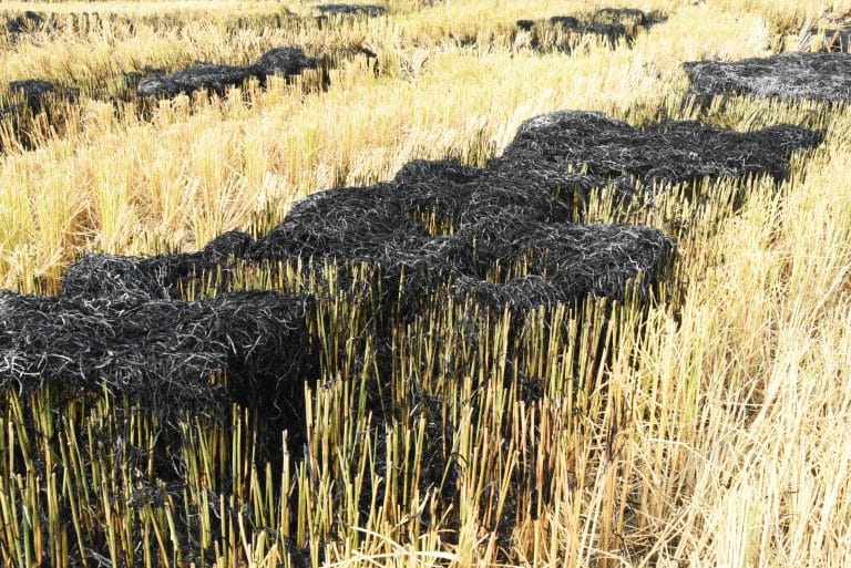 Can’t terrorise farmers with laws to stop stubble-burning. Understand their problem first