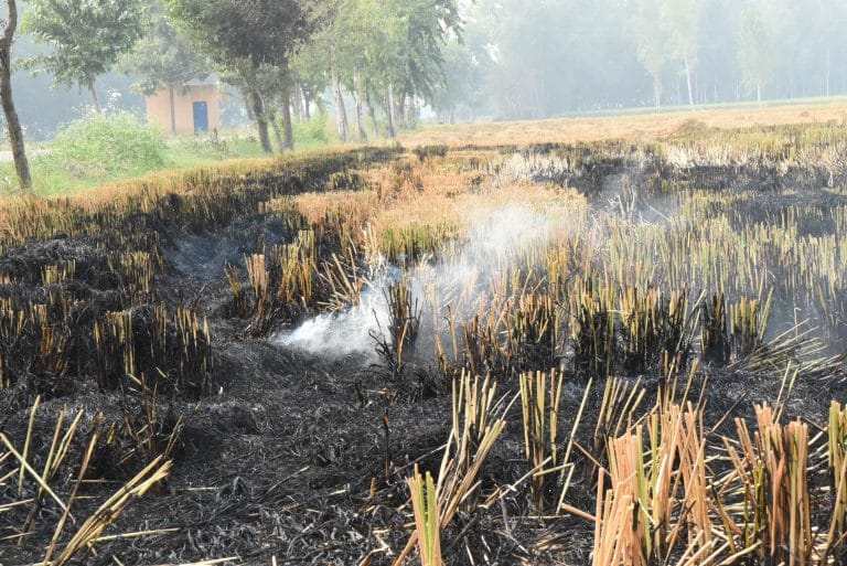 Smoke-free Diwali still a pipe dream as fields continue to burn in Haryana