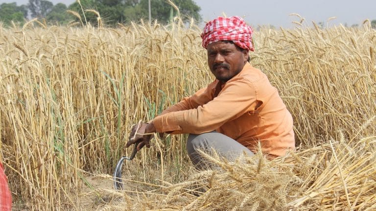 Why an agriculture economist wants India to dump food subsidies
