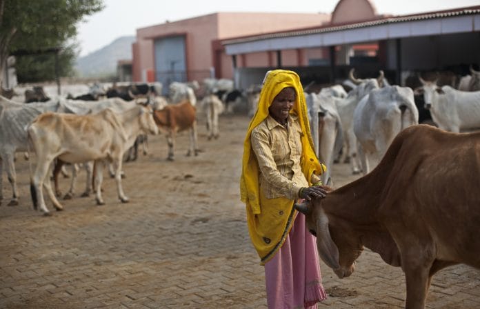 A woman embracing a cow in a cow shelter /Allison joyce via Getty Images
