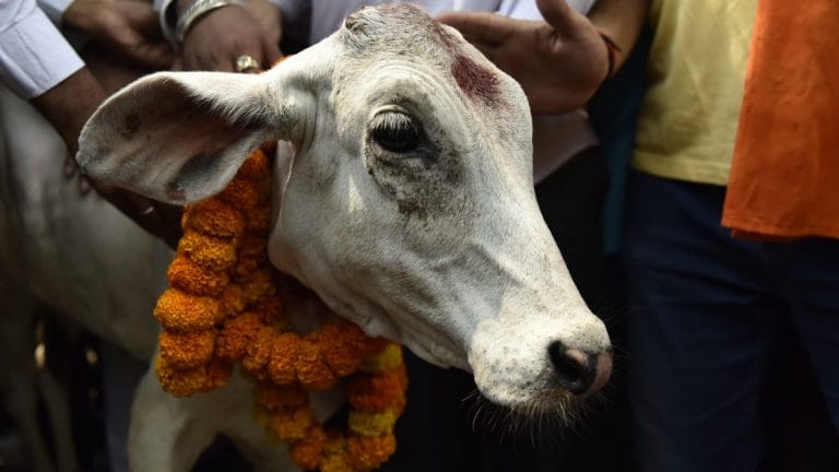 Competitive cow politics in Madhya Pradesh as Congress looks to dethrone BJP