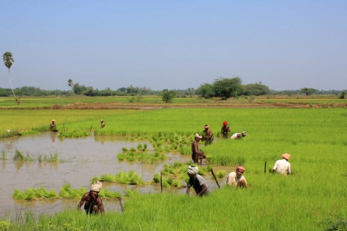Paddy field in Thanjavur, Tamilnadu | Flickr