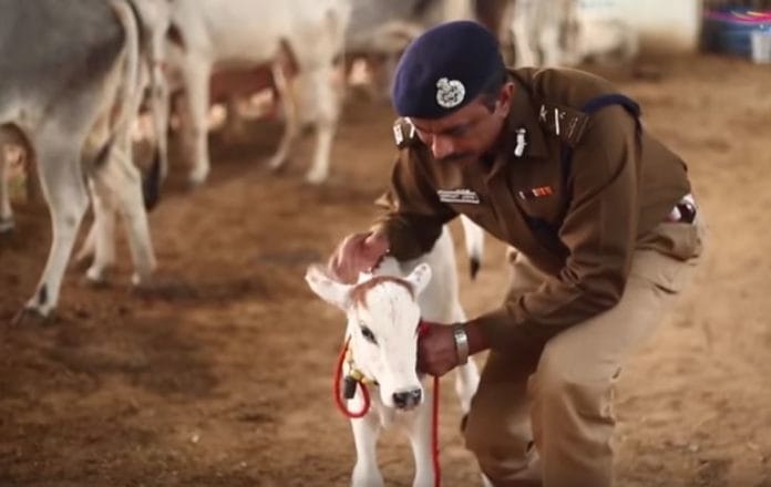 Shrikant Jadhav with a calf, Rohtak