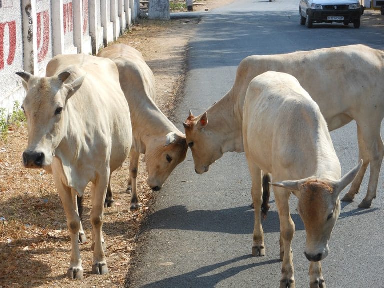 Now, HP Congress MLA wants cow declared ‘Mother of the Nation’, Assembly passes resolution