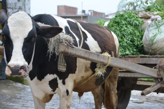 Bullock cart with green fodder for dairy cows