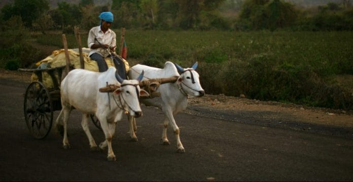A farmer rides past a cotton field in Maharashtra | Uriel Sinai/Getty Images