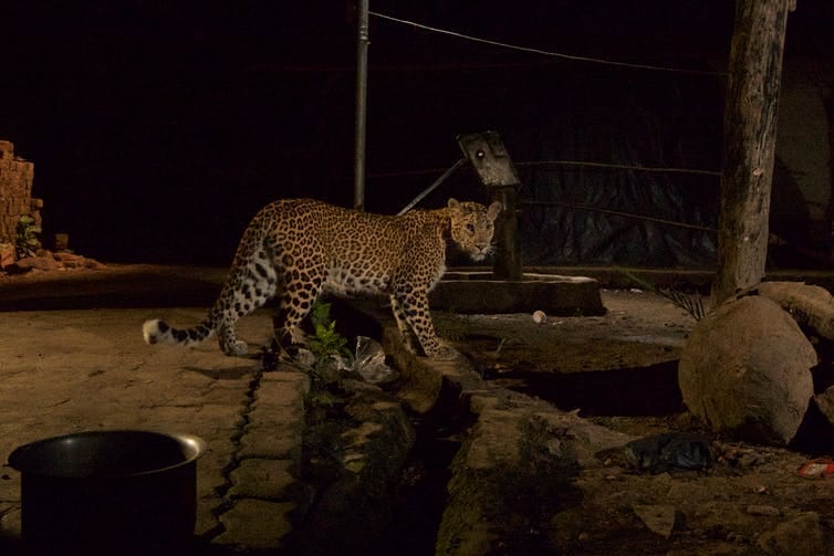 Leopards in concrete jungle of Mumbai may be saving its residents from stray dogs