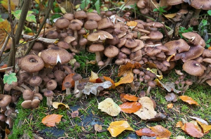 Fungi | Julian Paren