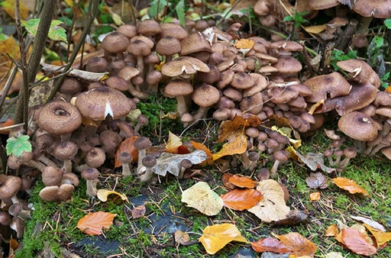 Even fungi have better sex lives than you