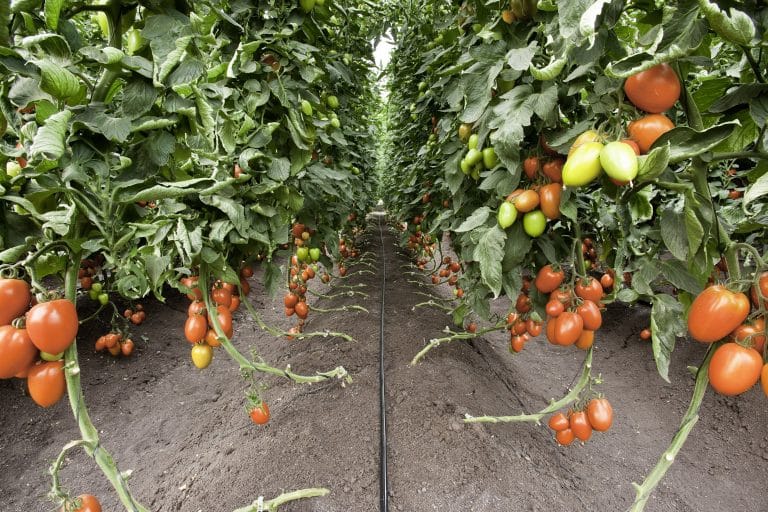 Israeli technology is helping grow more tomatoes in Tamil Nadu & mangoes in Maharashtra
