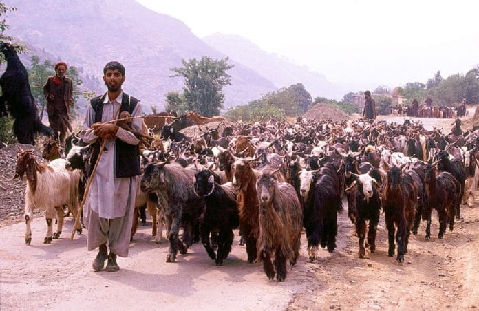 Bakerwals are mainly involved in the rearing of goats and sheep | Commons