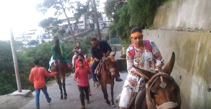 Vaishno Devi horses