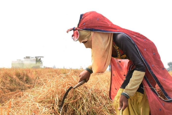 An agricultural labourer in a field