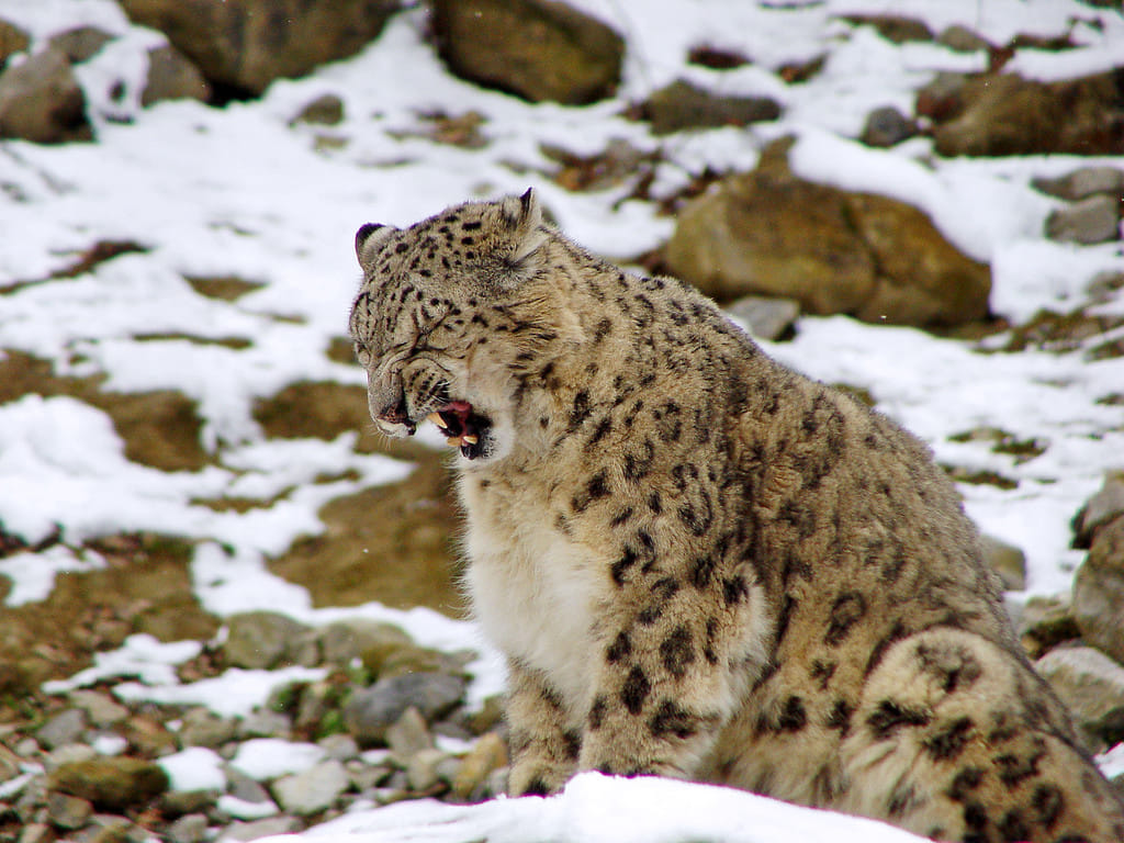 Snow leopard 