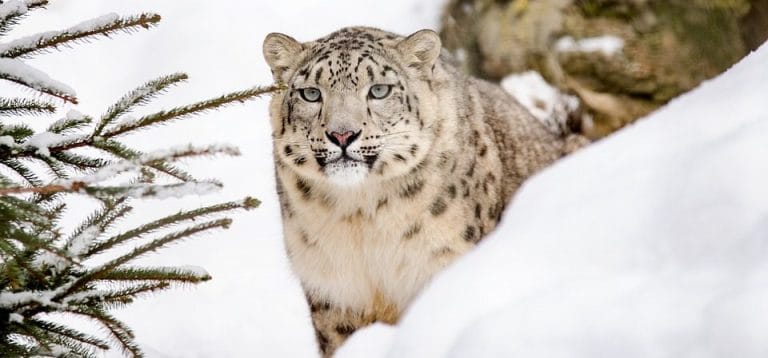 Why spotting the elusive snow leopard in Ladakh is like peekaboo with a ghost
