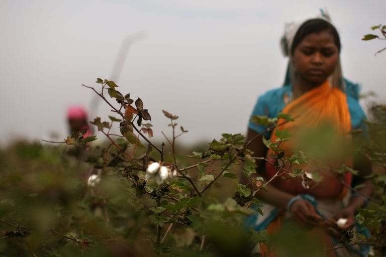 Why farmers are still having to protest for their right to sow GM seeds, even in a pandemic