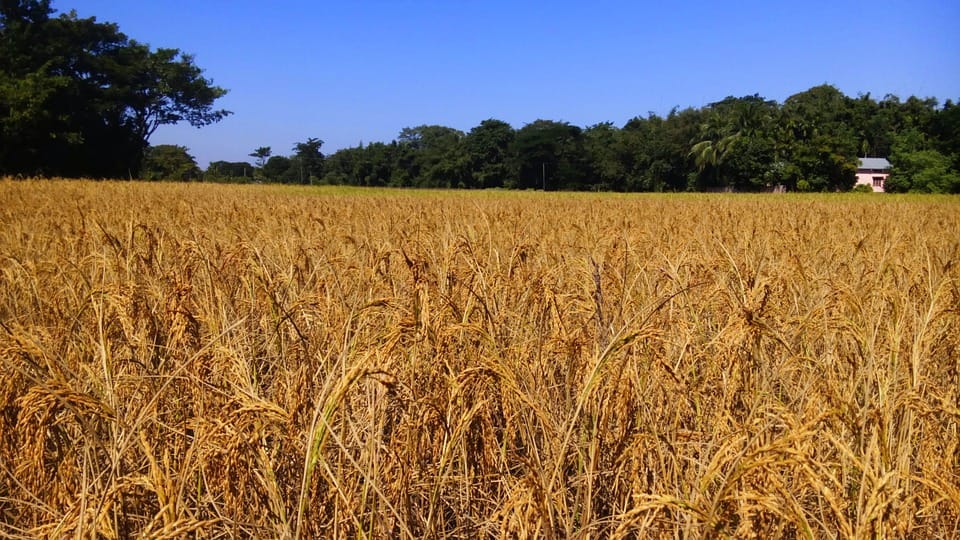 This is how GM crop Golden Rice could solve Vitamin-A deficiency in Asia