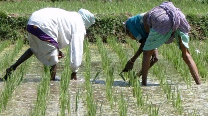 Farmers working in a rice paddy field in Karnataka | Wikimedia Commons