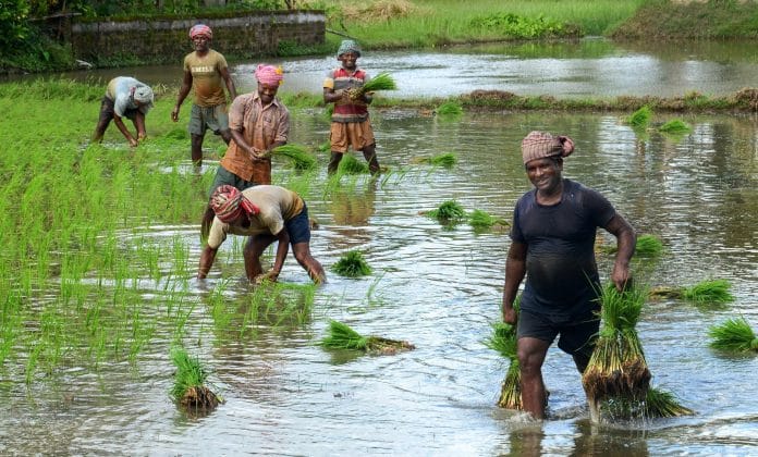 Farmers plant paddy saplings as monsoon rains fill their fields, at a village in West Bengal | PTI