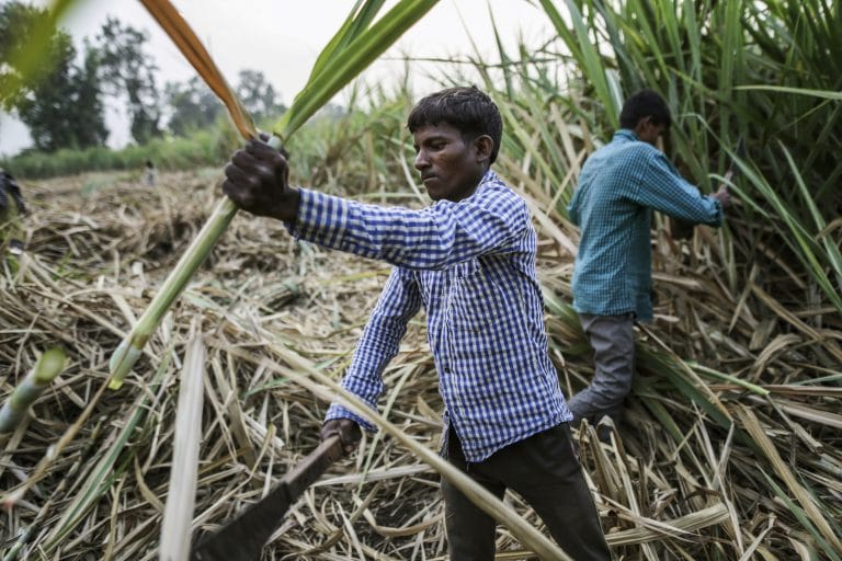 India’s excess sugar stock threatens to further lower global prices