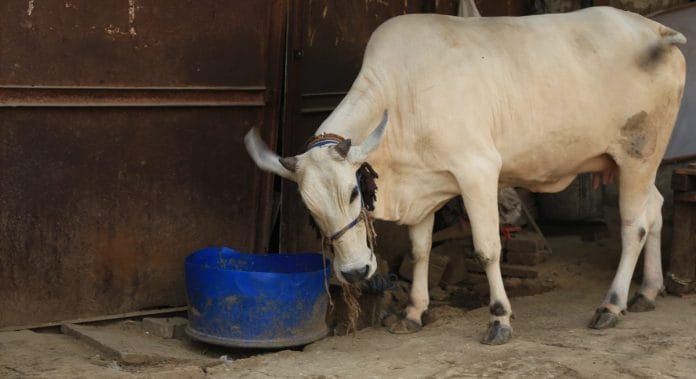 Cow vigilantism