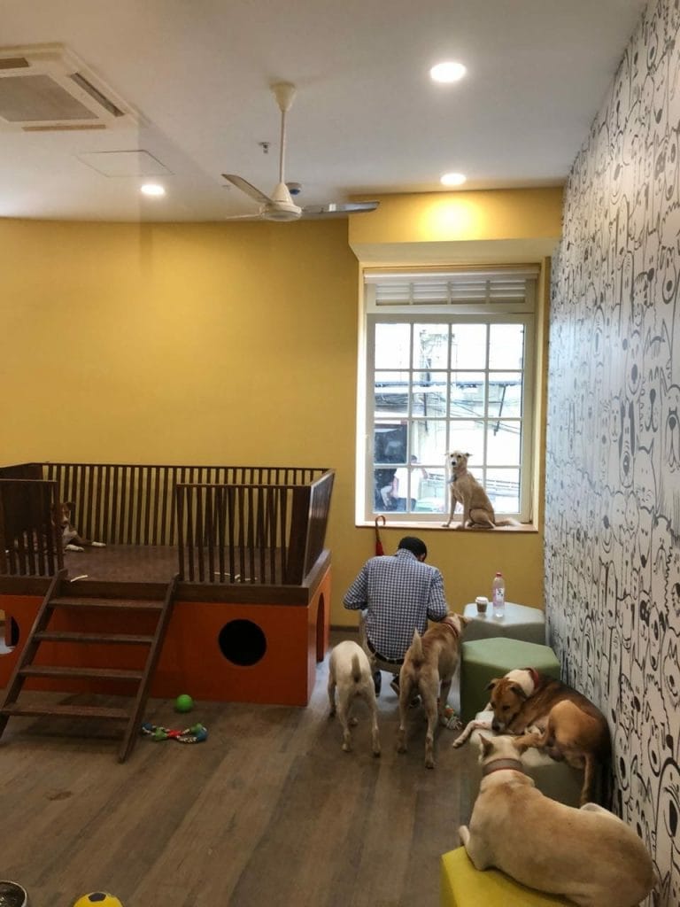 The new room for stray dogs at Tata's Bombay House