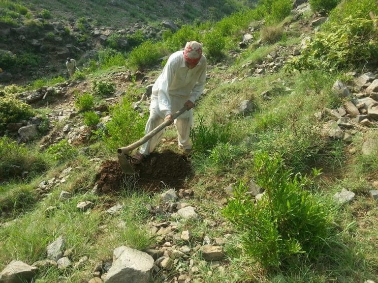 Pakistan has just planted over a billion trees