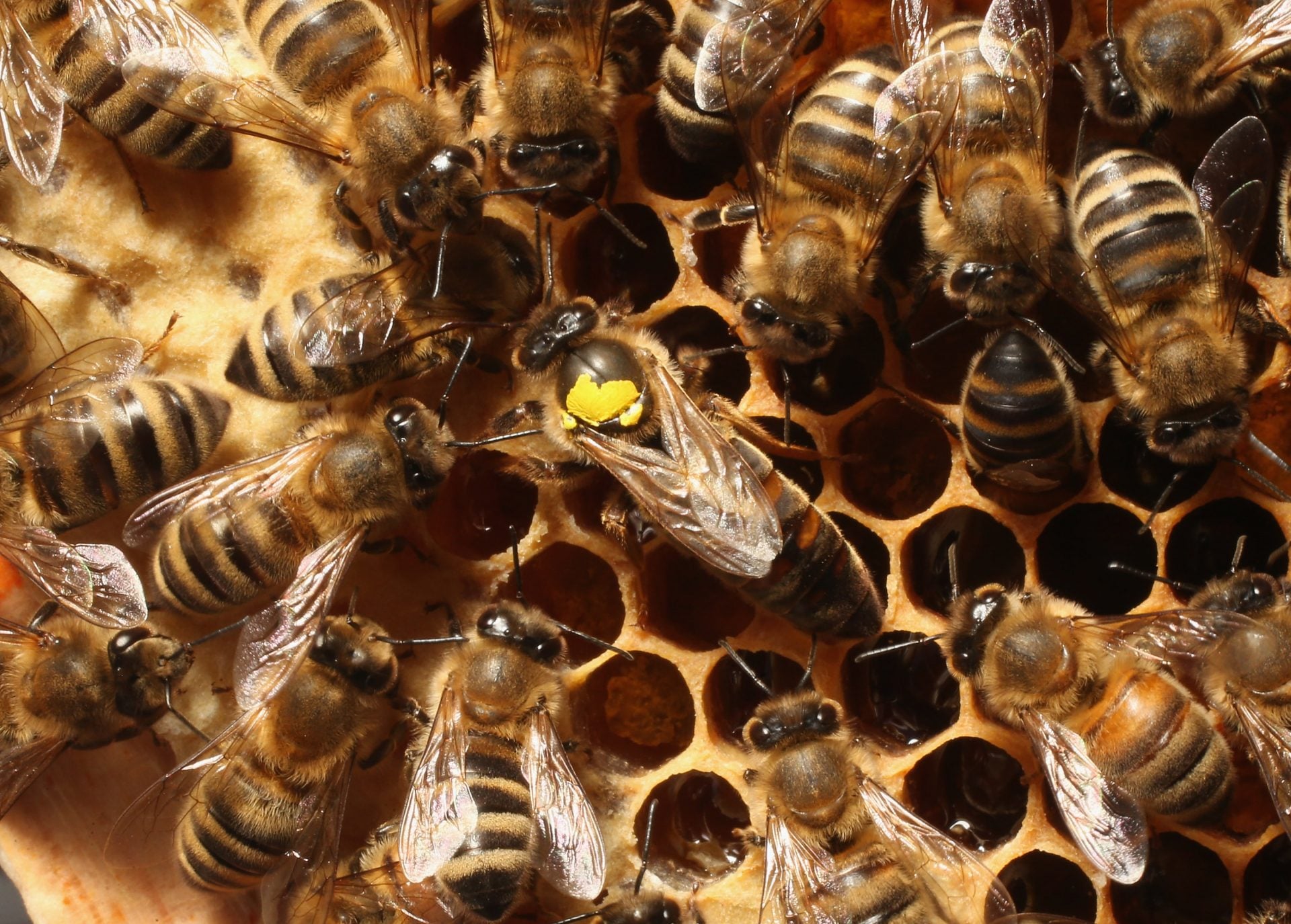 Bees Shp This new project maps bees around the world. Here's why it matters