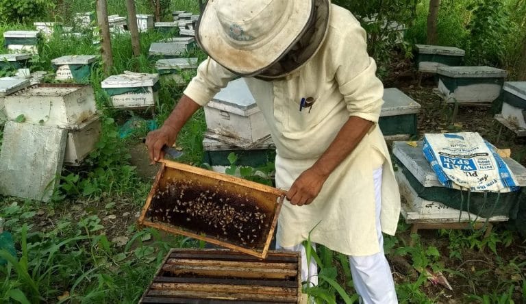 How bees are boosting the fortunes of Indian farmers