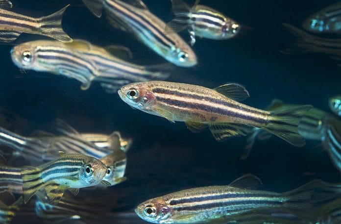 zebrafish