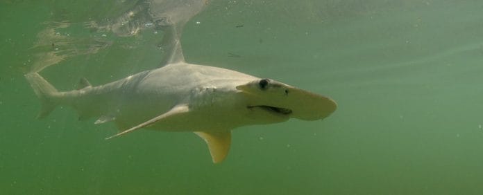 Omnivorous shark | Getty Images