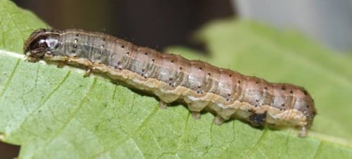 File image of Spodoptera frugiperda | India Science Wire