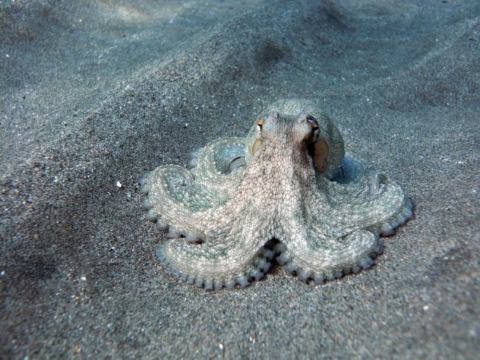 Octopus
