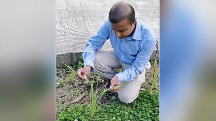 Dr Venkata Krishnan studying the structure of a plant | By Special Arrangement