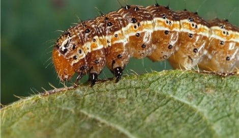 Spodoptera frugiperda worm