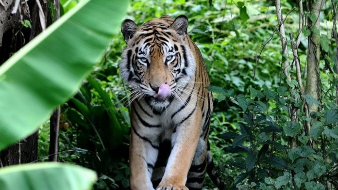 Representational image | Robertus Pudyanto/Getty Images