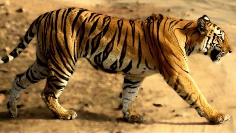 T1 or Avni knew when to stay away from humans. She was a smart man-eating tigress