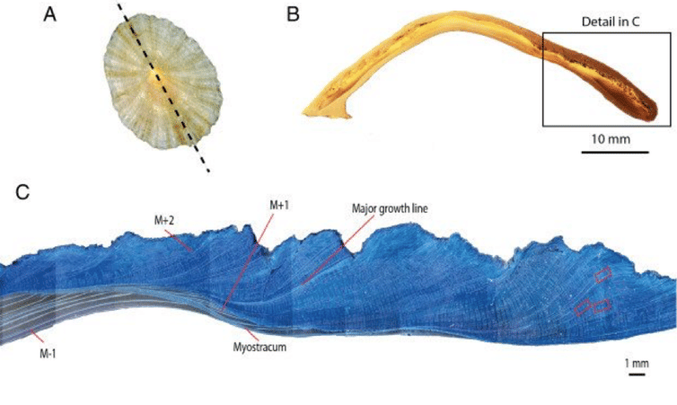 Image of shell growth increments from a limpet shell. A shows where the shell is cut to reveal the cross section in B. The shell cross section in C has been stained to enhance the visibility of the increments. Amy Prendergast