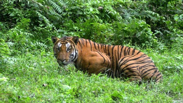The woman forest guard who stared a tiger down for 90 minutes, and lived to tell the tale