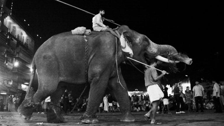 Modi govt to hike penalty for cruelty to animals by 120 times