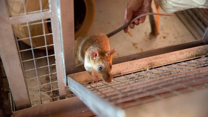 Representational image | Taylor Weidman/Getty Images