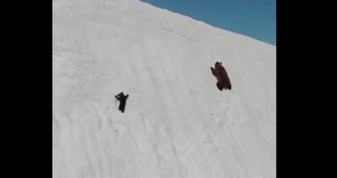 Screengrab of the viral baby bear video | Twitter