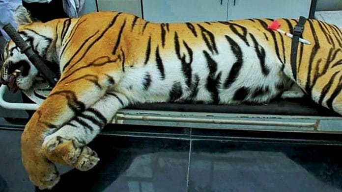 Tigress Avni was shot dead last Saturday | PTI photo