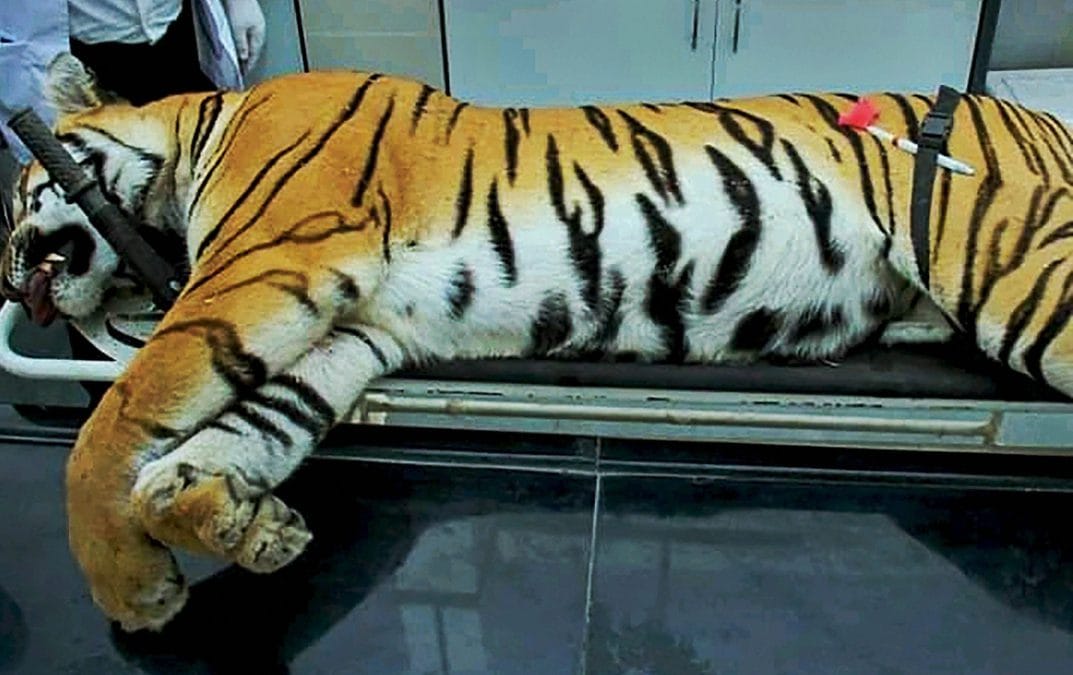 Slain tigress Avni lies on a surgical table | PTI