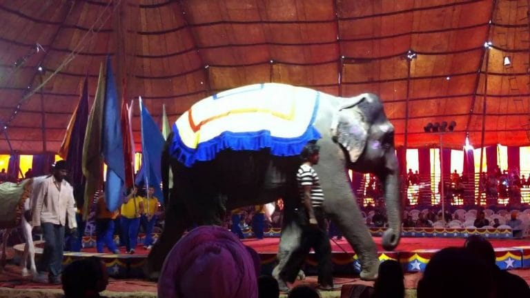 How the circus became an anti-colonial symbol in British Bengal