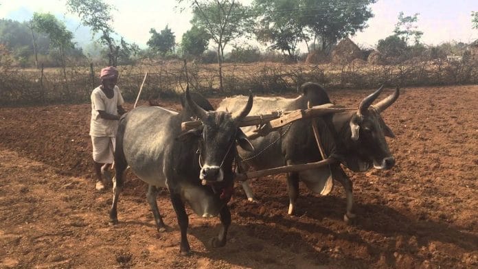 A farmer ploughing the field | YouTube