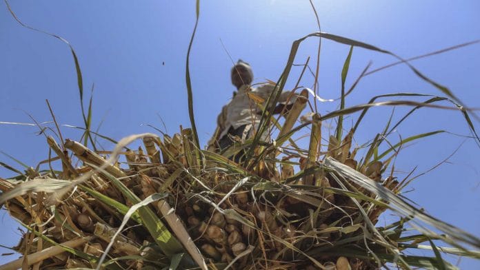 A worker stands on sugarcane tops being unloaded from a bullock cart at a cattle shelter in Beed district, Maharashtra